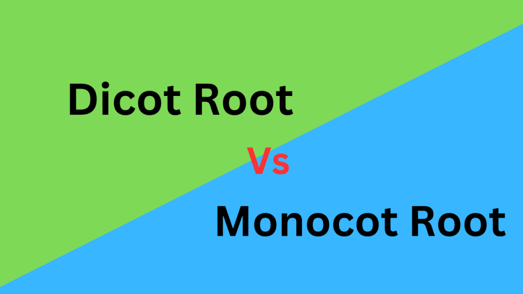 What Is The Differences Between Dicot Root And Monocot Root Core