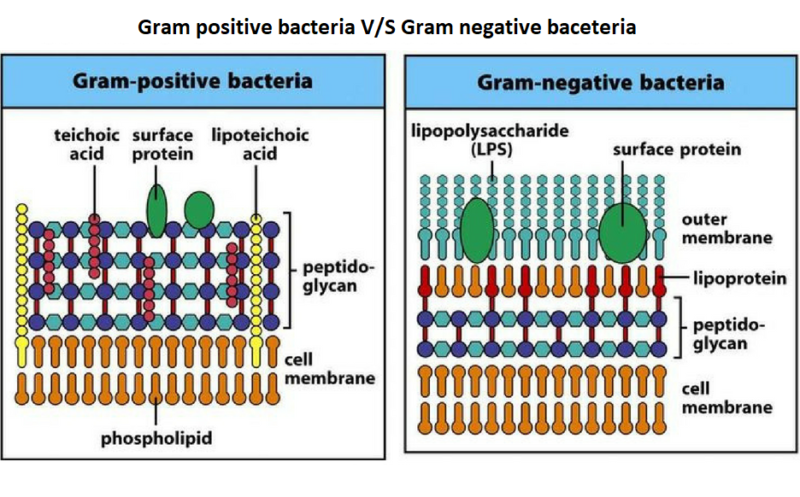 Gram Positive Vs Gram Negative Bacteria A Comparison Easybiologyclass The Best Porn Website
