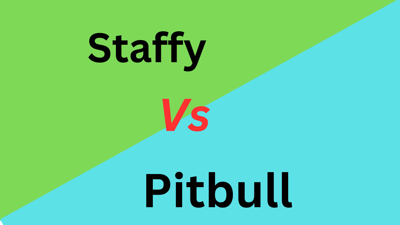 Difference Between Staffy and Pitbull