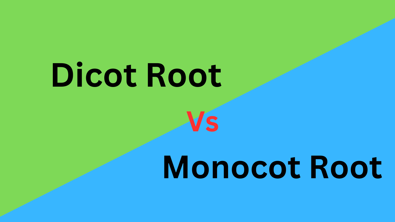 Differences between Dicot Root and Monocot Root (With Table)