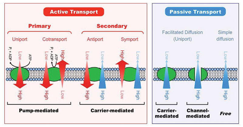 Is Secondary Active Transport Active Or Passive