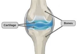 Difference between Bones and Cartilage