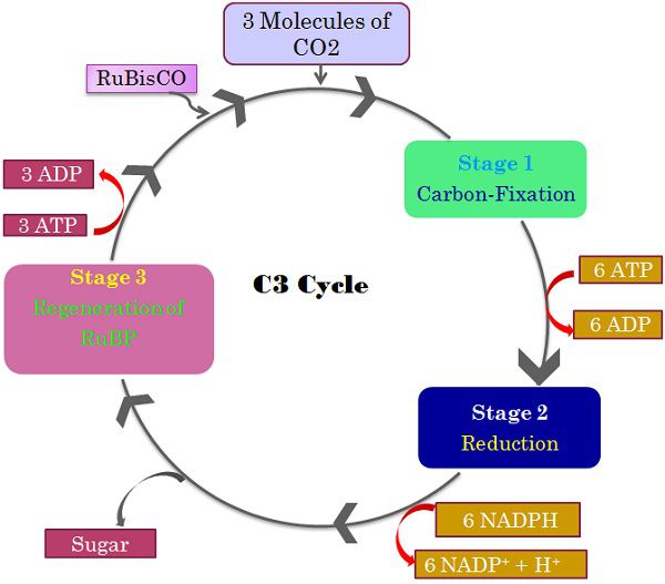 Difference between C3, C4 and CAM Pathways