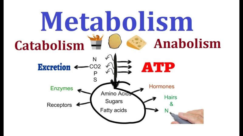 Living organism experience metabolic processes that help them to grow, live, reproduce, heal and adapt to the environment. This process can either be anabolism and catabolism. 
The lesson provide the core difference between anabolism and catabolism in tabular form. Take the time to read through and get to know the differences. 
What Is Anabolism?
Anabolism is a biochemical process which build molecules in the body and the process normally require energy for completion. 
This biochemical process is also known as biosynthesis and it entails production of cell components like proteins, carbohydrates, and lipids.
What Is Catabolism?
Catabolism is a biochemical process that breakdown complex molecules into smaller molecules and it normally releases energy for the organism. 
Examples of catabolic processes are citric acid cycle, glycolysis, lipolysis, oxidative deamination, and muscle tissue breakdown. 
Comparison Chart
Basic Terms	Anabolism	Catabolism 
Meaning	Build molecules that the body requires	Breakdown complex molecules to smaller molecules.
Energy		Requires energy	Releases energy
Hormones	Estrogen, testosterone, insulin, growth hormone.	Adrenaline, cortisol, glucagon, cytokines.
Reaction type	Endergonic	Exergonic
Oxygen	Not utilized	Often utilized 
Effects on exercise	Building muscles mass	Burning of calories and fats
Examples	Assimilation in animals and Photosynthesis in plants	Cell respiration, Digestion and excretion 
Core Differences
•	Anabolism build molecules required by the body to function while catabolism is the breakdown of big complex molecules into smaller molecules for easier absorption. 
•	Anabolic process releases energy while catabolic processes require energy 
•	Examples of hormones used in anabolic processes are estrogen, testosterone, growth hormones and insulin while that of catabolic processes are adrenaline, cytokine, glucagon, and cortisol.
•	Anabolic process enhance maintenance, growth and storage whereas catabolic process required to perform different activities.
•	The effect of anabolism on exercise are anaerobic and generally build muscle mass while catabolism is aerobic and help to burn fats as well as calories. 
Comparison Video
https://youtu.be/-uwDfLS749k 
Summary
Anabolism and catabolism are two main components of metabolism. The core difference between anabolism and catabolism is based on reaction type. 
Understanding the two processes will enable you know the meaning behind these two metabolic processes. 

