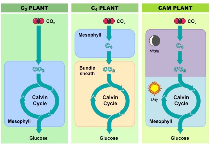 13 Smooth Sailing Difference Between C3 C4 And CAM Pathways In Tabular 