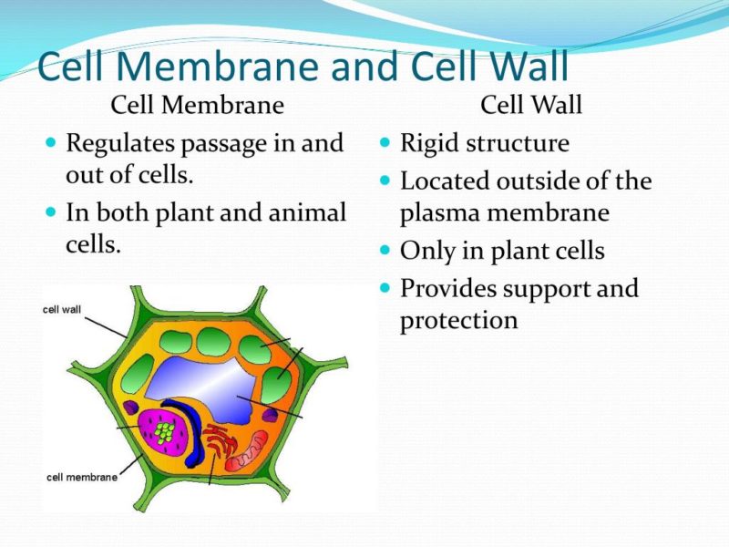 Difference between Cell Wall and Cell Membrane