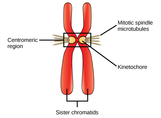 Difference between Centromere and Kinetochore