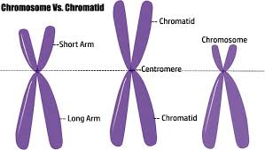 Difference between Chromatid and Chromosome