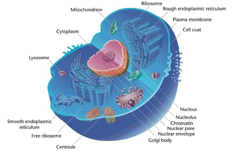 Difference between Cytoplasm and Nucleoplasm