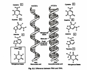 25 Top-Rated Difference between DNA and RNA with Comparison Table ...