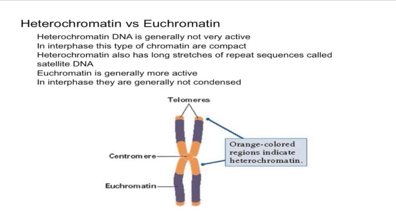 A chromatin is a biological structure that hold the strands of DNA of a chromosome. Heterochromatin and euchromatin happen to be two types of chromatins in a cell. 
The lesson therefore provide insights into the difference between heterochromatin and euchromatin in tabular form for easier understanding. 
What Is Heterochromatin?
Heterochromatin is a comparatively condense form of chromosomes and they normally result in a dark stain with DNA specific stain. 
They are tightly packed form of the DNA in a nucleus. The compact structure make it tough to accessible proteins during gene expression. 
There are two types of heterochromatic such as facultative heterochromatin and constitutive heterochromatin.
Facultative heterochromatic is where genes get sliced through the process of Histone methylation or siRNA. The resulting genes are inactive though not permanent character of every nucleus of cells. 
Constitutive heterochromatin is the repetitive and structurally functional genes such as centromeres or telomeres. It normally result in no gene in the genome. 
The core function of heterochromatin is to protect the DNA from the endonuclease damage which occur as a result of compact nature. 
What Is Euchromatin?
Euchromatin is the part of the chromosomes that is rich in gene concentration and it is loosely packed. They are known to be active during transcription. 
The core function of euchromatin is to regulate gene mechanism during the process of transcription. Example of euchromatin is housekeeping. 
Comparison Chart: Heterochromatin Vs Euchromatin
Basic Terms	Heterochromatin	Euchromatin 
Form	Tightly packed form of DNA	Loosely packed form of DNA
DNA density	High	Low
Transcriptional activity	Little participation 	Actively participated
DNA replication	Late	Early 
Stickiness	Quite sticky	Non-sticky 
Core Function	Highly involved in maintenance of structural integrity and regulation of gene expression	Highly involved in genetic transcription and genetic variations 
Kind of stain	Stained dark	Lightly stained
Location of the chromatins	Periphery of the nucleus in eukaryotic cells only.	Inner body of the nucleus for both eukaryotic and prokaryotic cells. 
Types	Two	One 
Organism	Eukaryotes 	Both eukaryotes and prokaryotes
Active vs Inactive	Inactive 	Active 
How it is affected	Phenotype of organism remain unchanged 	Genetic processes and variation in alleles 
Core Differences
•	Heterochromatic is a sticky region while euchromatin is a non-sticky region
•	Heterochromatin shows heteropycnosis while euchromatin does not show heteropycnosis
•	Heterochromatin is highly affected by temperature and sex while euchromatin is less affected.
•	Euchromatin tend to experience more crossover while heterochromatin less frequency of crossover
•	Phenotype of euchromatin tend to be affected by addition or loss while the phenotype of heterochromaton remain unchanged
•	The region of euchromatin are able to synthesis of mRNA in vitro whereas heterochromatin does not synthesize mRNA in vitro size
•	Heterochromatin regions are deeply stained dark while euchromatin regions are lightly stained. 
Comparison Video
https://youtu.be/Ml9kiaRSKps 
Summary 
The core difference between heterochromatin and euchromatin is based on the structure and staining. Understanding these differences is quite key for preparation of competitive exams. Good luck. 

