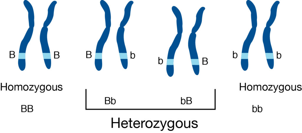 8 Remarkable Difference Between Homozygous And Heterozygous Core 