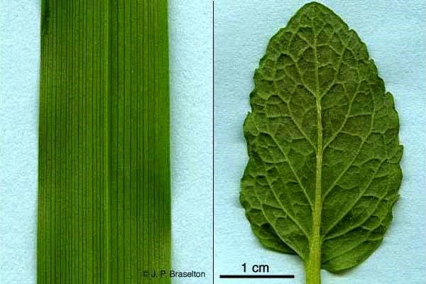 Difference between Monocot Leaf and Dicot Leaf