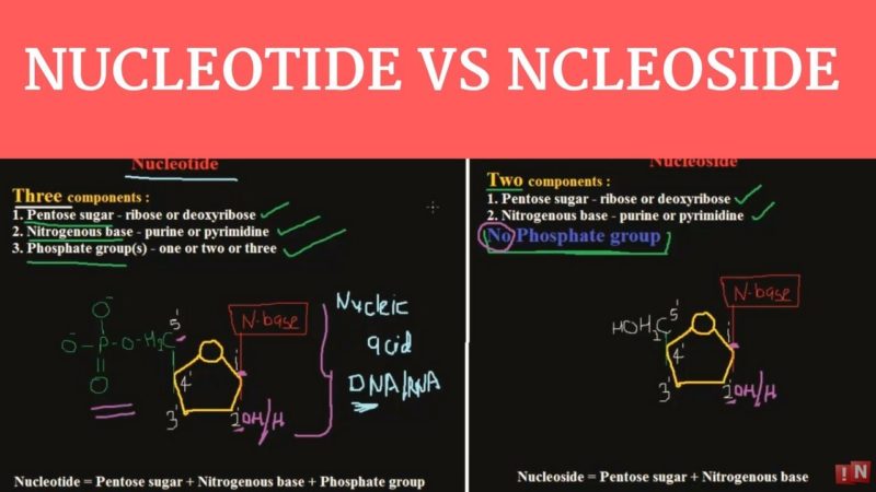 Difference between Nucleoside and Nucleotide