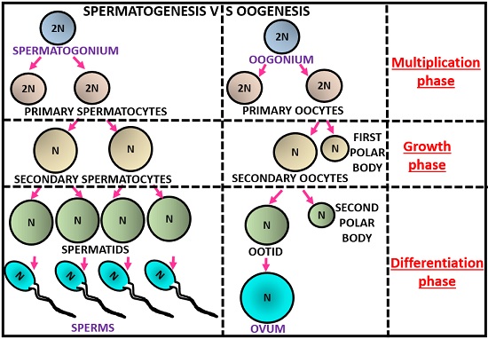 Difference between Oogenesis and Spermatogenesis