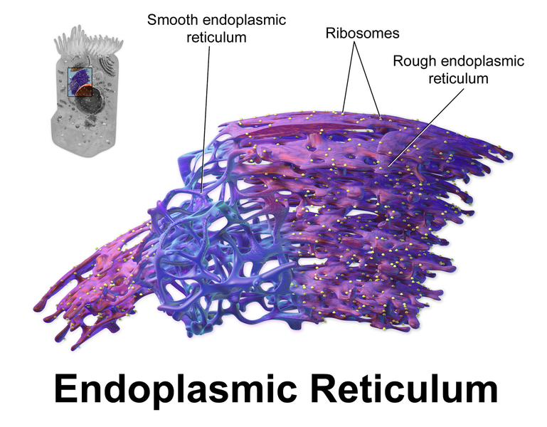 Difference between Smooth and Rough Endoplasmic Reticulum
