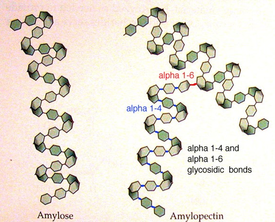 Amylose Vs Amylopectin