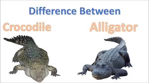 Difference between Alligator and Crocodile