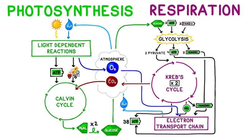 Difference between Cellular Respiration and Photosynthesis