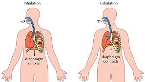  Difference between Inhalation and Exhalation