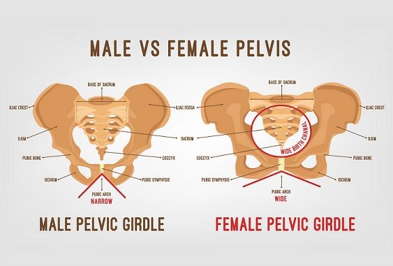 Difference between Male and Female Pelvis