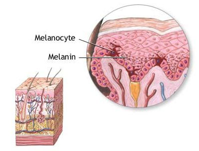 Difference between Melanin and Melatonin