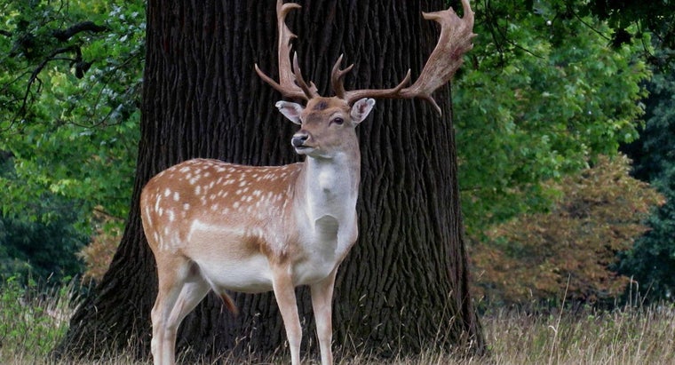 Difference Between Stag and Buck Deer