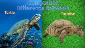 Difference Between Turtle And Tortoise | Core Differences