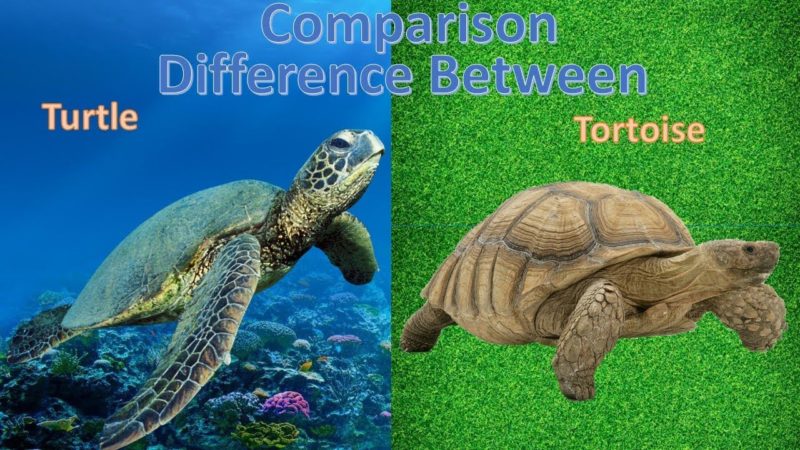 difference-between-turtle-and-tortoise-core-differences