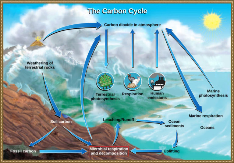 5 Major Difference between Bio Carbon and Fossil Carbon with Table ...