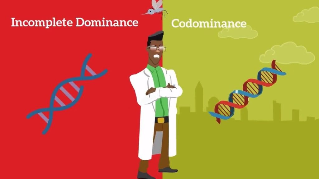 8-difference-between-codominance-and-incomplete-dominance-with-table