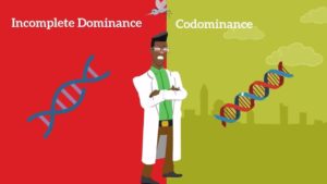 Difference between Codominance and Incomplete Dominance