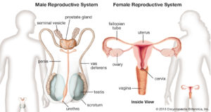 Reproductive organs of male and female