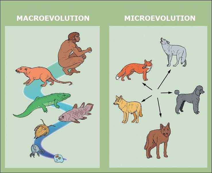 Difference between Microevolution and Macroevolution