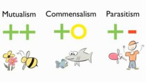 Difference between Mutualism, Commensalism and Parasitism