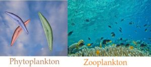 Difference between Phytoplankton and Zooplankton