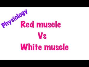 Difference between Red and White Muscle