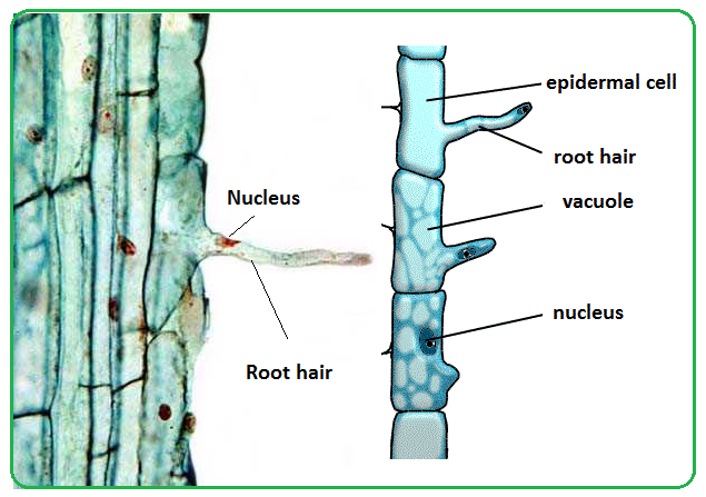 8 Difference between Root Hair and Stem Hair with Table - Core Differences