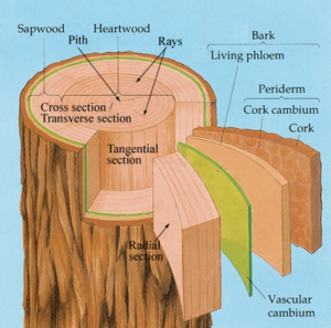 Difference between Sapwood and Heartwood