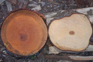 Difference between Spring Wood and Autumn Wood