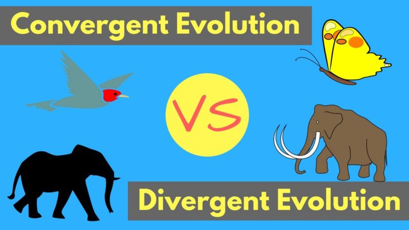 Difference between convergent and divergent evolution