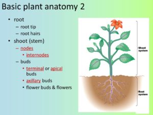 difference between stems and roots