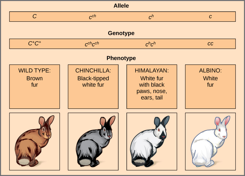 Difference between Allele and Trait