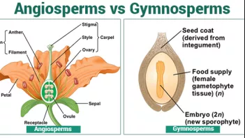 Difference between Angiosperm and Gymnosperm