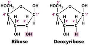 7 Remarkable Difference between Deoxyribose and Ribose with Examples ...