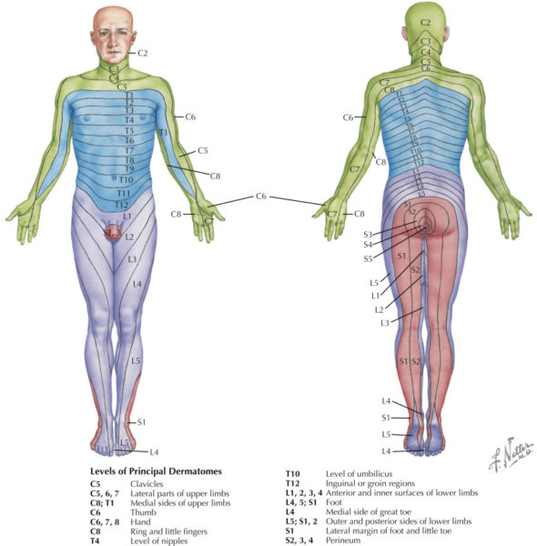 Difference between Dermatome and Myotome