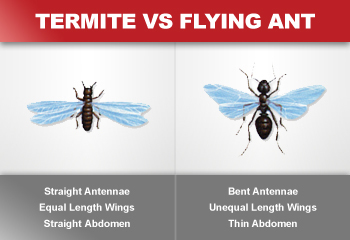 Difference between Flying Ants and Termites