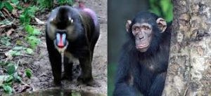 Difference between Monkey and Ape