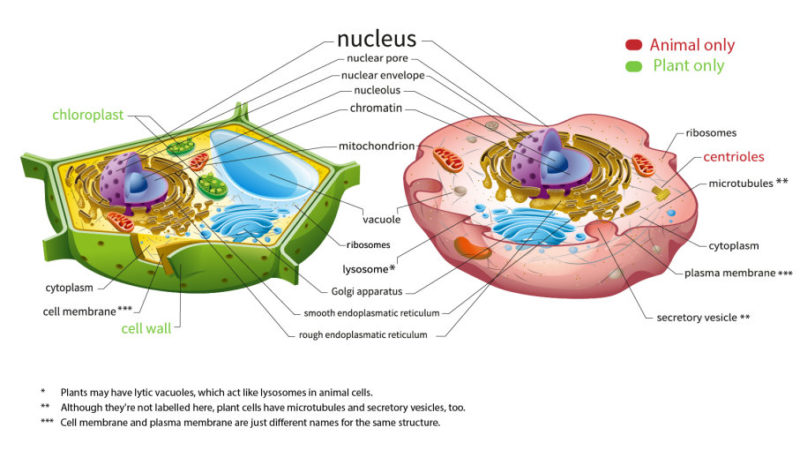 8 Interesting Difference Between Plant And Animal Vacuole With Pictures 