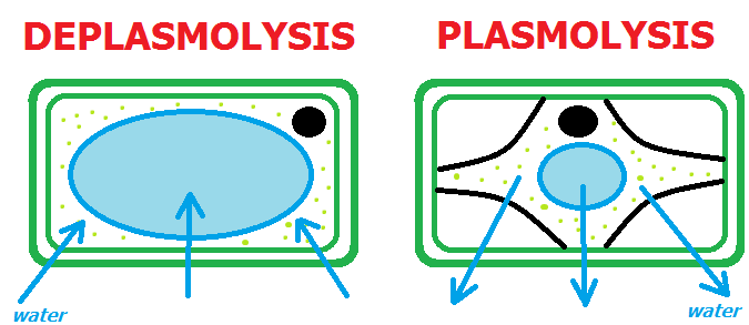 Difference between Plasmolysis and Deplasmolysis